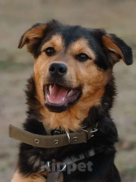 Собаки в Санкт-Петербурге: Щенок Джой из приюта в добрые руки Мальчик, Бесплатно - фото 3
