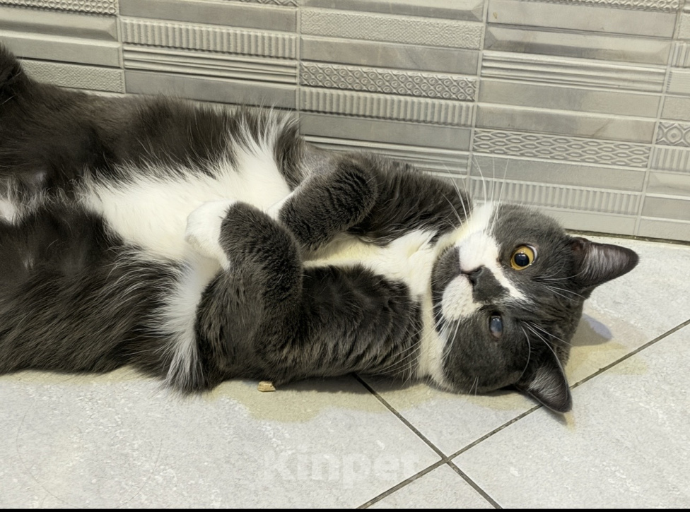 Кошки в Москве: Кошка девочка 2 года Девочка, Бесплатно - фото 5