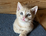 Кошки в Сочи: Котёнок  Мальчик, Бесплатно - фото 1
