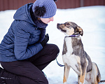 Собаки в Солнечногорске: Добрая девочка в поисках семьи Девочка, Бесплатно - фото 4
