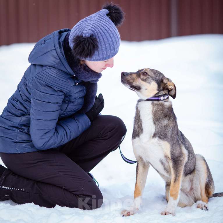 Собаки в Солнечногорске: Добрая девочка в поисках семьи Девочка, Бесплатно - фото 4