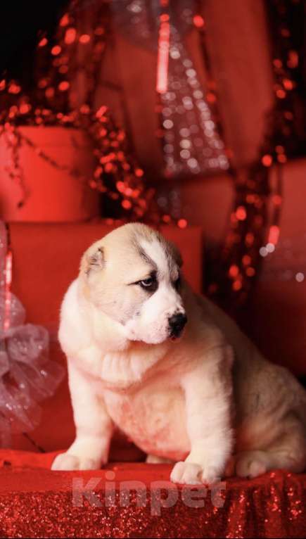 Собаки в Москве: Понтовый щенок алабая  Мальчик, Бесплатно - фото 2