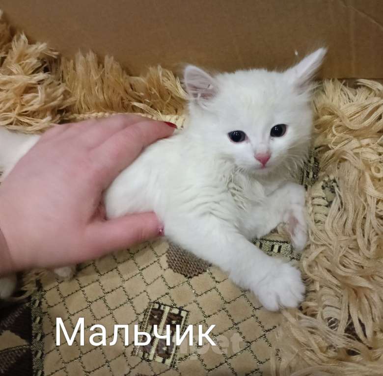 Кошки в других городах Московской области: Котенок Мальчик, Бесплатно - фото 1