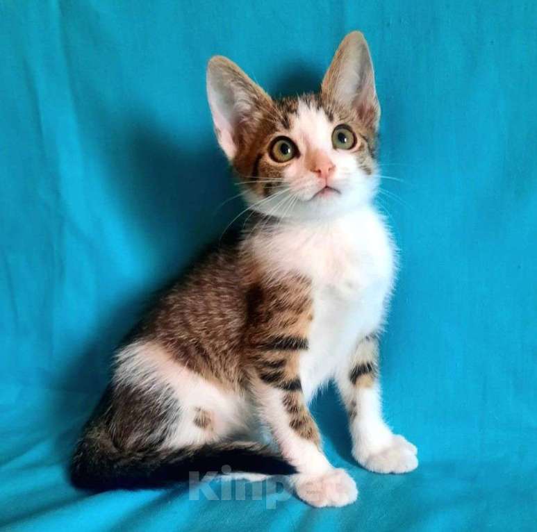 Кошки в Москве: Котенка-девочку подкинули в коробке к ветклинике 🆘️ Срочный поиск дома Девочка, Бесплатно - фото 3