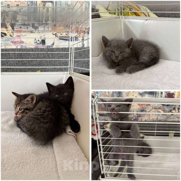 Кошки в Иваново: Котята в добрые руки Девочка, Бесплатно - фото 1