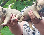 Собаки в Краснодаре: Американский булли  Мальчик, Бесплатно - фото 6