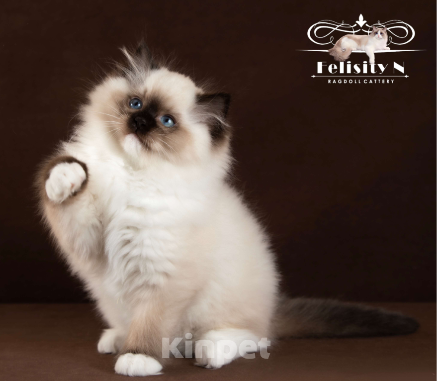 Кошки в Московском: Котята РЭГДОЛЛ Девочка, 130 000 руб. - фото 2