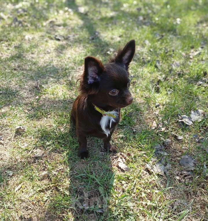Собаки в Москве: Мальчик чихуахуа 9 мес. Окрас шоколад д/ш Мальчик, 35 000 руб. - фото 8