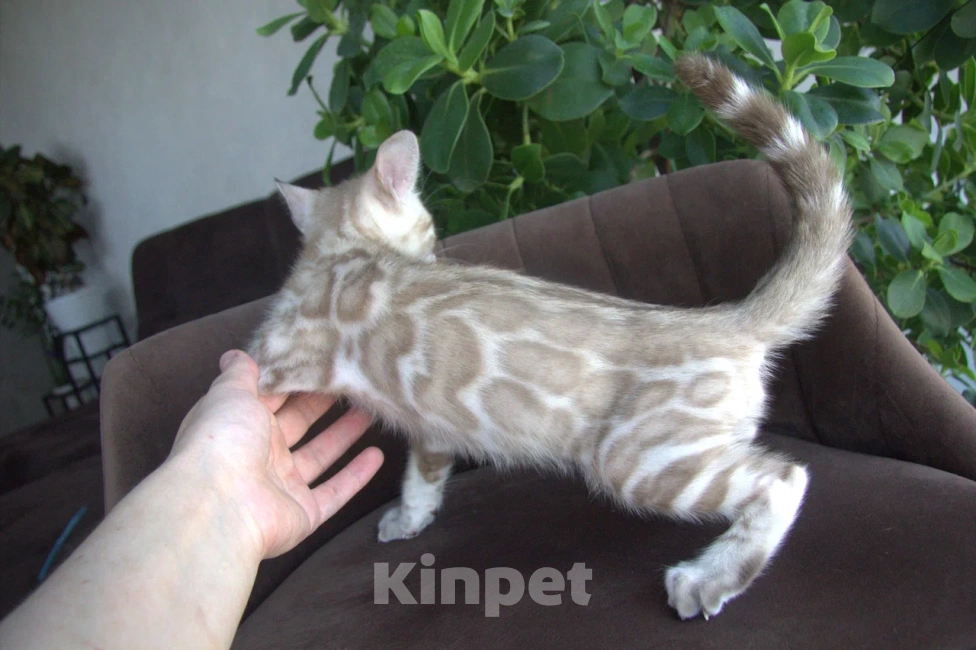 Кошки в Пушкино: Мальчик  минк Мальчик, Бесплатно - фото 4