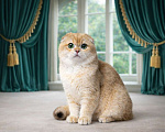 Кошки в Москве: Шотландские котята золотая шиншилла Мальчик, 35 000 руб. - фото 5