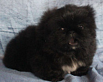 Собаки в Кубинке: Щенки пекинеса Мальчик, 50 000 руб. - фото 3
