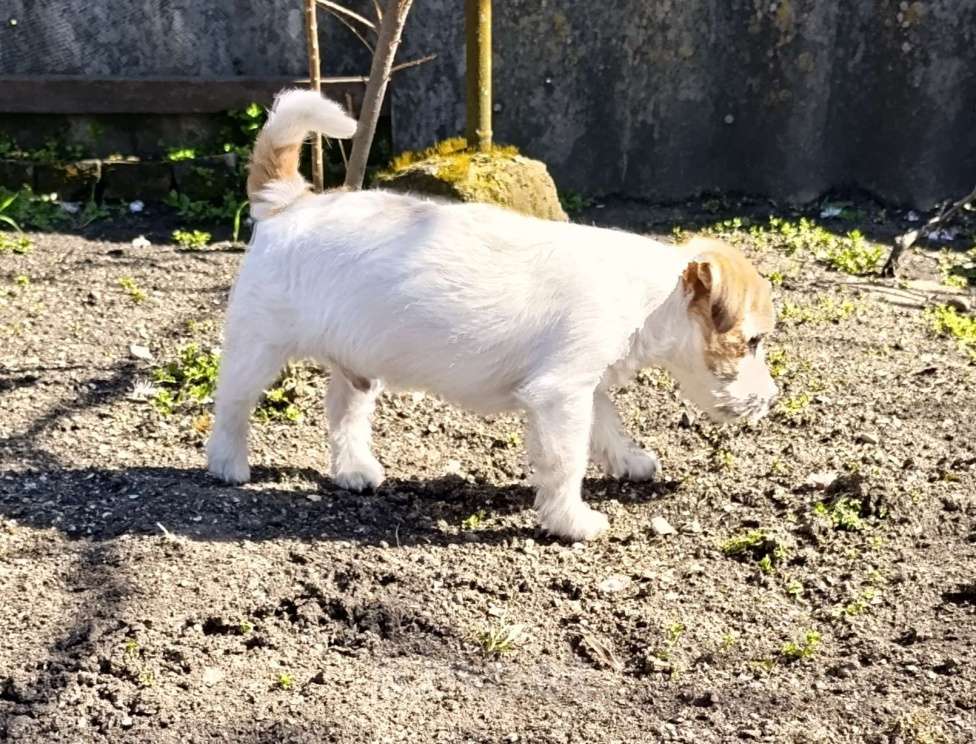 Собаки в других городах Краснодарского края: Мальчик Джек Рассел терьер Мальчик, 25 000 руб. - фото 10