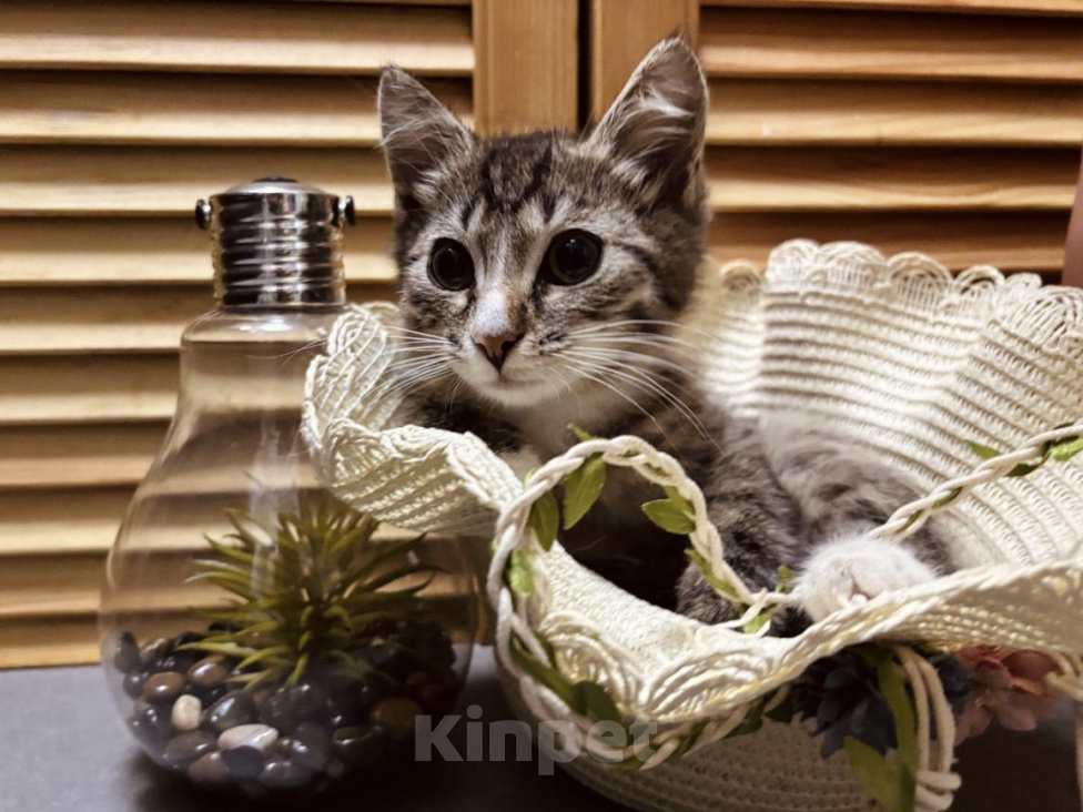 Кошки в Москве: Котенок в добрые руки Мальчик, Бесплатно - фото 10