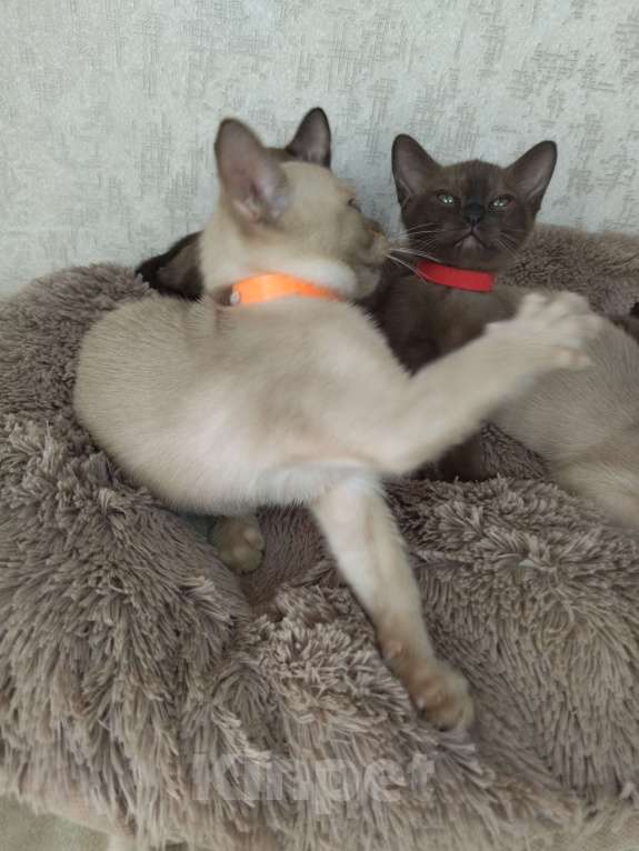 Кошки в Ковровом: Флер ле лилу Вербочка Девочка, 35 000 руб. - фото 7