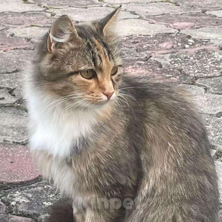Кошки в Москве: Через две недели кошечка останется одна в пустом СНТ  Девочка, Бесплатно - фото 5