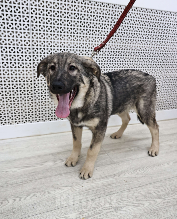 Собаки в Москве: Щенки бесплатно в Москве Мальчик, Бесплатно - фото 5