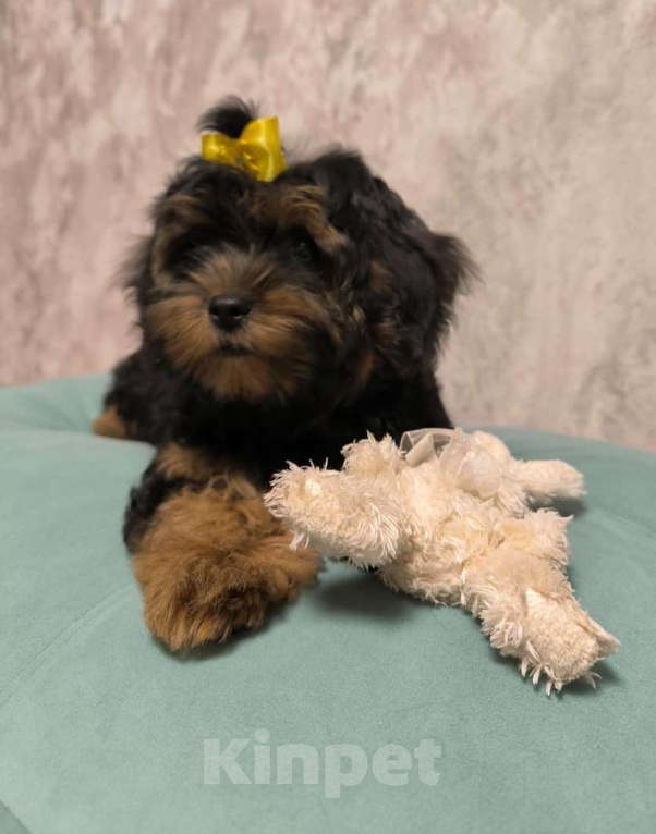 Собаки в Москве: Шикарная девочка-малышка мальтипу Девочка, 66 000 руб. - фото 1