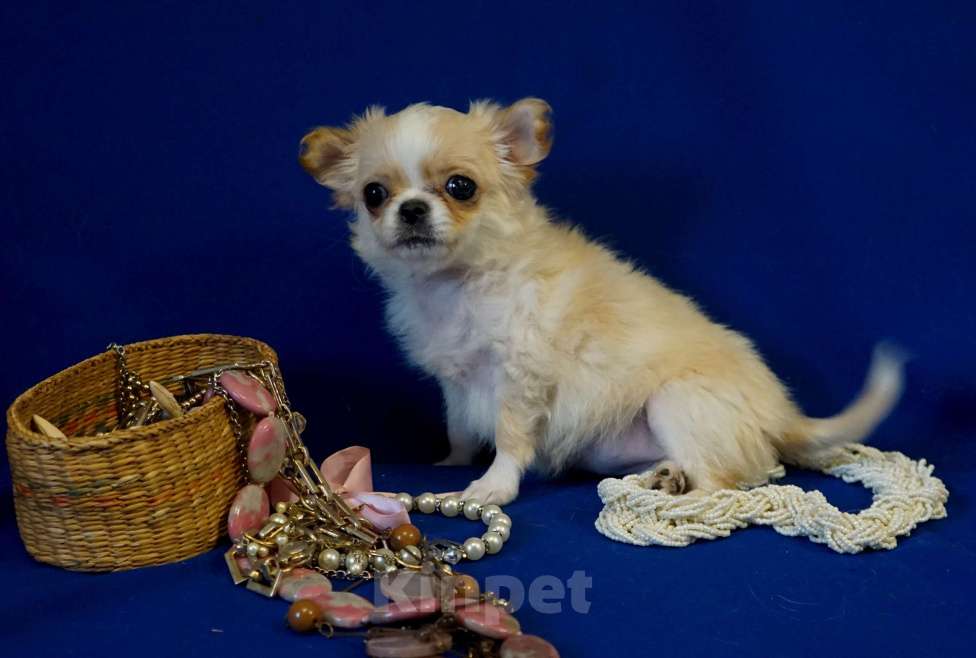 Собаки в Кудрово: Мини Нелиана Девочка, 80 000 руб. - фото 7