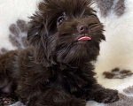 Собаки в Москве: Шоколадный йорк девочка Девочка, Бесплатно - фото 3