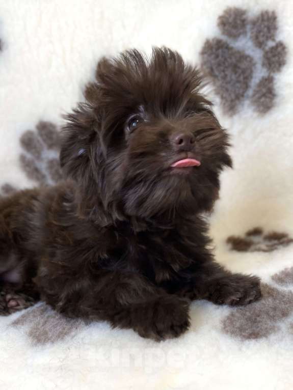Собаки в Москве: Шоколадный йорк девочка Девочка, Бесплатно - фото 3