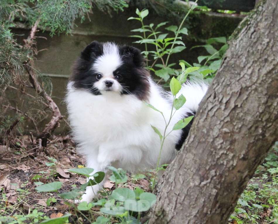 Собаки в Люберцах: Красивый щенок шпица Мальчик, 50 000 руб. - фото 2