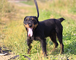 Собаки в Видном: Ягд Яша, 2 года Мальчик, 1 руб. - фото 10
