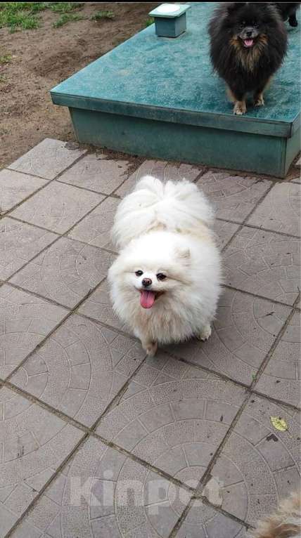 Собаки в Раменском: 💕Она шикарный компаньон.  Девочка, 1 000 руб. - фото 4