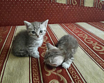 Кошки в Самаре: Котята Девочка, 2 500 руб. - фото 2