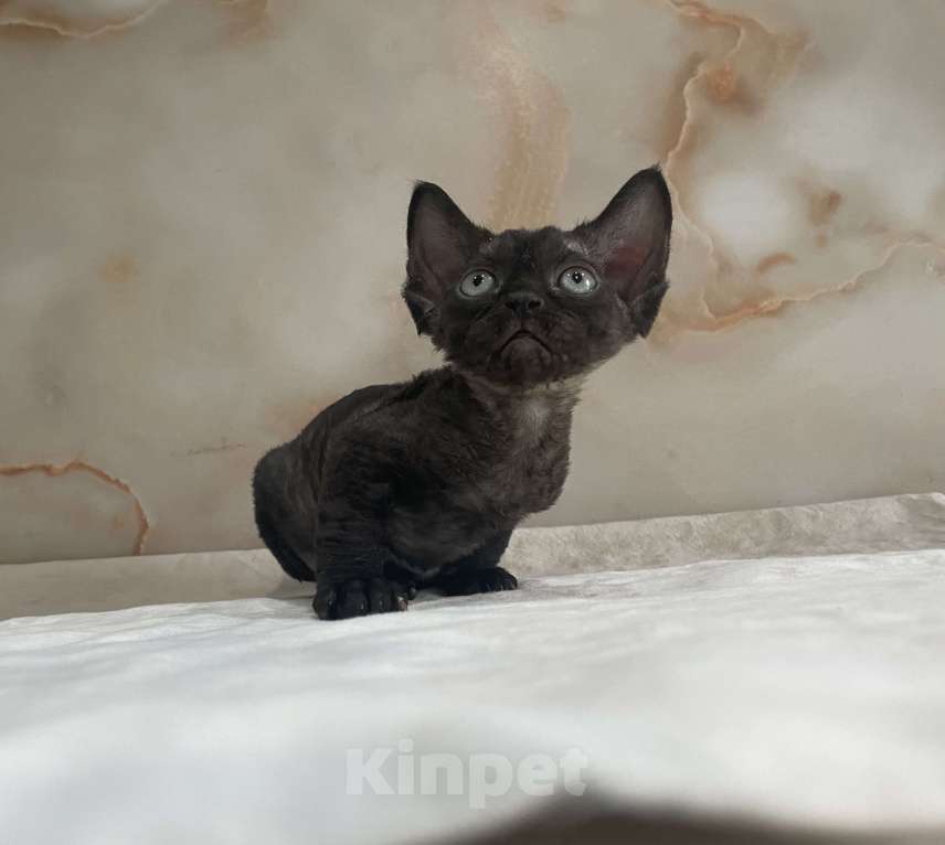 Кошки в Москве: Котенок Девон Рекс черная девочка Девочка, 75 000 руб. - фото 5