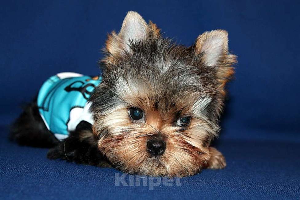 Собаки в Москве: Стандартный мальчик Йоркширского терьера. Мальчик, 80 000 руб. - фото 3
