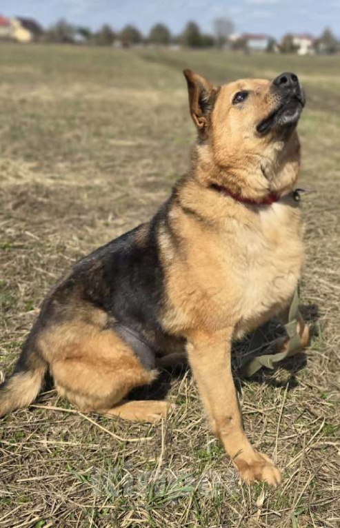 Собаки в Королеве: Линда Девочка, Бесплатно - фото 6