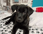 Собаки в Чебоксарах: щенок лабрадора метис  Мальчик, 500 руб. - фото 1