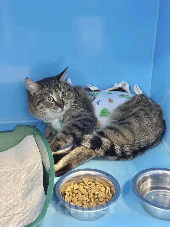 Кошки в Москве: Смешная кошка-мем Эмилия  Девочка, Бесплатно - фото 4