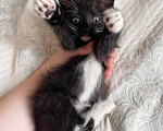 Кошки в Москве: Котенок Манюня ищет дом Девочка, Бесплатно - фото 1