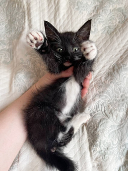 Котенок Манюня ищет дом