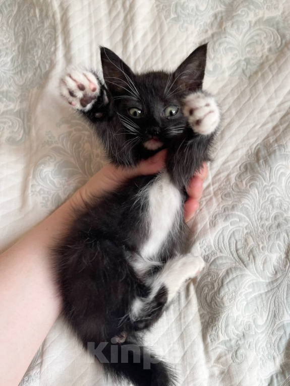 Кошки в Москве: Котенок Манюня ищет дом Девочка, Бесплатно - фото 1