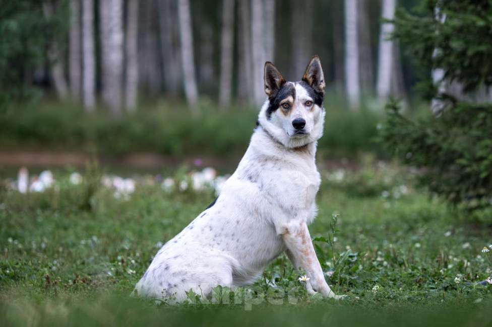 Собаки в Москве: Белка Девочка, Бесплатно - фото 5