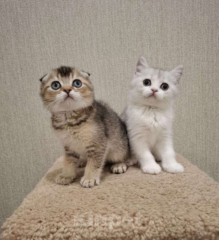 Кошки в Челябинске: Шотландский котенок Мальчик, 20 000 руб. - фото 4