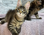 Кошки в Ставрополе: Мейн-кун Белка (питомник Iron Claw г.Ставрополь) Девочка, 35 000 руб. - фото 8