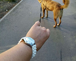 Собаки в Сургуте: Ищем добрые руки для собаки. Мальчик, 1 руб. - фото 1