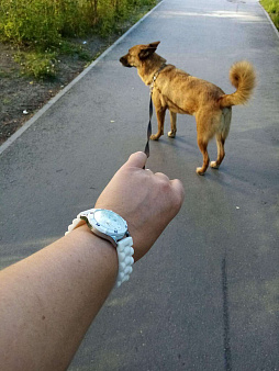 Объявление: Ищем добрые руки для собаки., 1 руб., Сургут