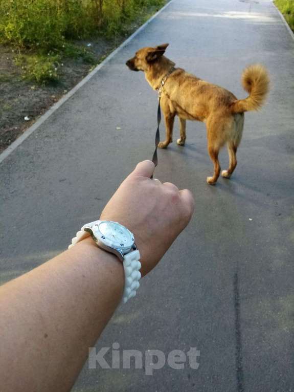 Собаки в Сургуте: Ищем добрые руки для собаки. Мальчик, 1 руб. - фото 1