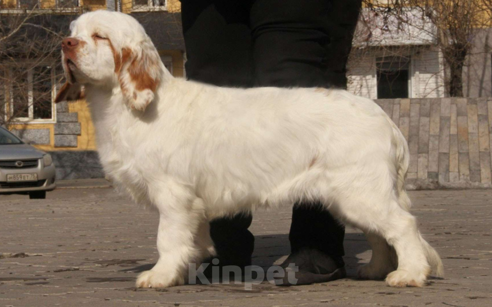 Собаки в Чите: щенки кламбер-спаниеля Разнополые, 75 000 руб. - фото 1