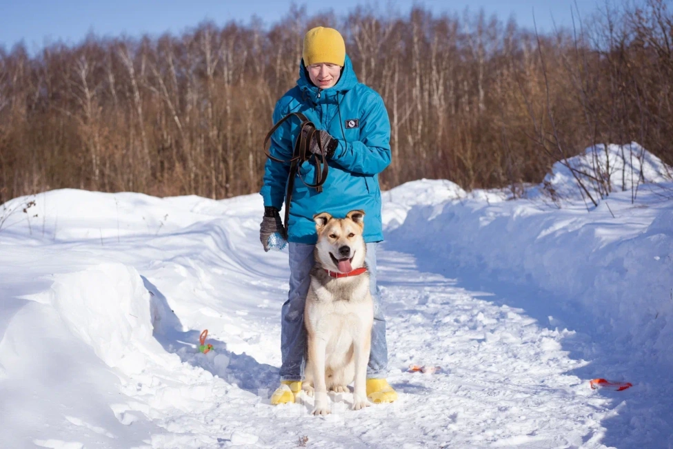 Собаки в Москве: Брюс очень хочет домой Мальчик, Бесплатно - фото 5
