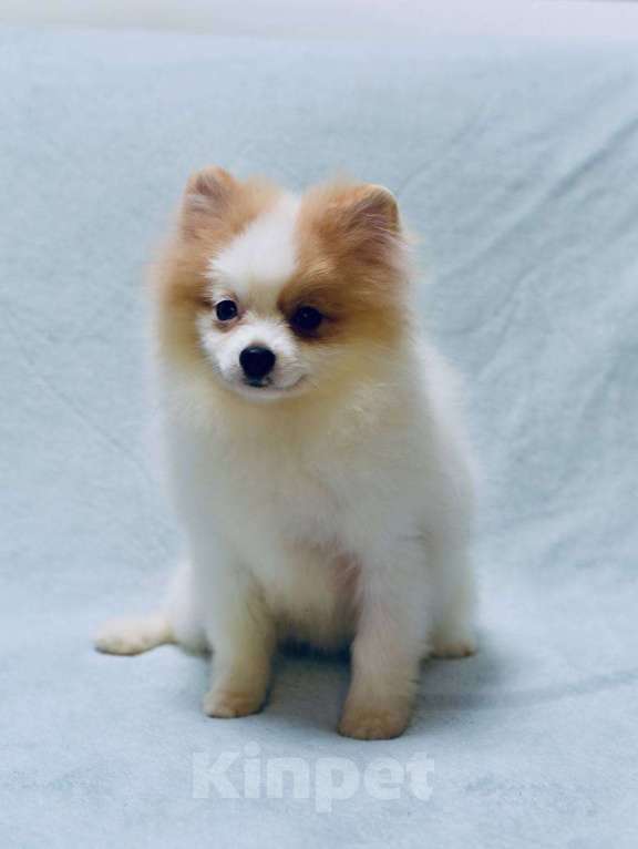 Собаки в Москве: Девочка померанского шпица бело-кремово мраморного окраса Девочка, 50 000 руб. - фото 7