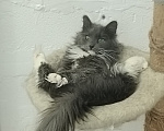 Кошки в Москве: Котенок Кейт ищет дом Девочка, Бесплатно - фото 2