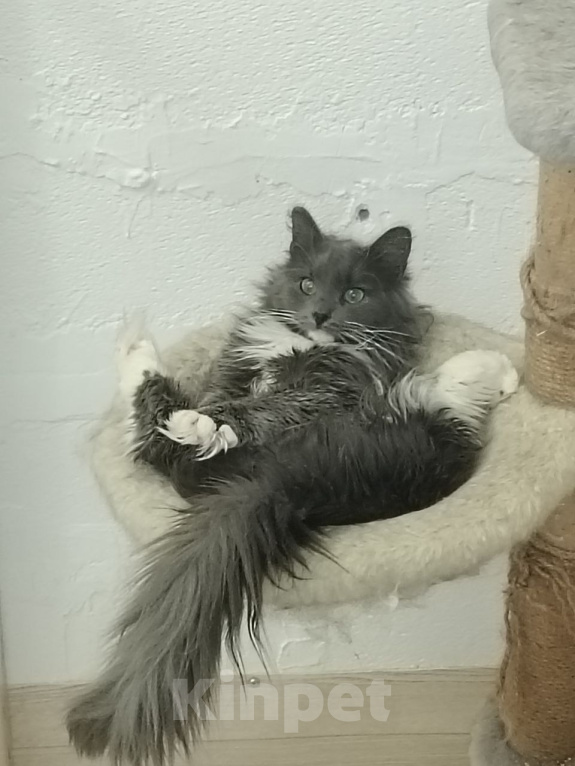 Кошки в Москве: Котенок Кейт ищет дом Девочка, Бесплатно - фото 2