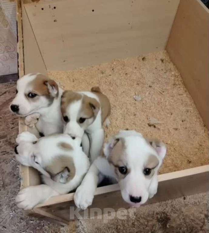 Собаки в Казани: Алабай  Девочка, 10 000 руб. - фото 2