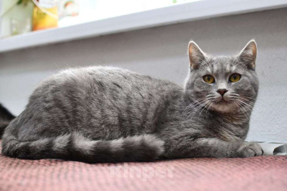 Кошки в Москве: Красавица Карма в добрые руки Девочка, Бесплатно - фото 2