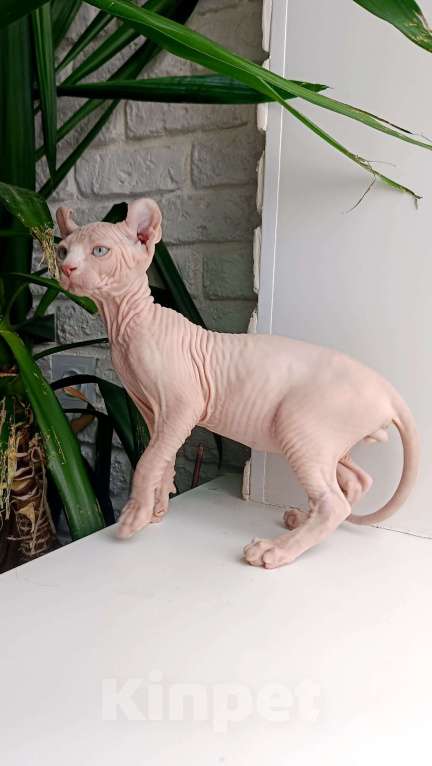 Кошки в Москве: Котёнок эльф Мальчик, 55 000 руб. - фото 2